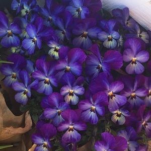 Meet your Posher, Lynne